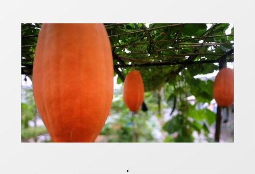 吃瓜唯美视频素材下载免费,唯美视频素材免费下载,尽享视觉盛宴 第2张 吃瓜唯美视频素材下载免费,唯美视频素材免费下载,尽享视觉盛宴 第2张